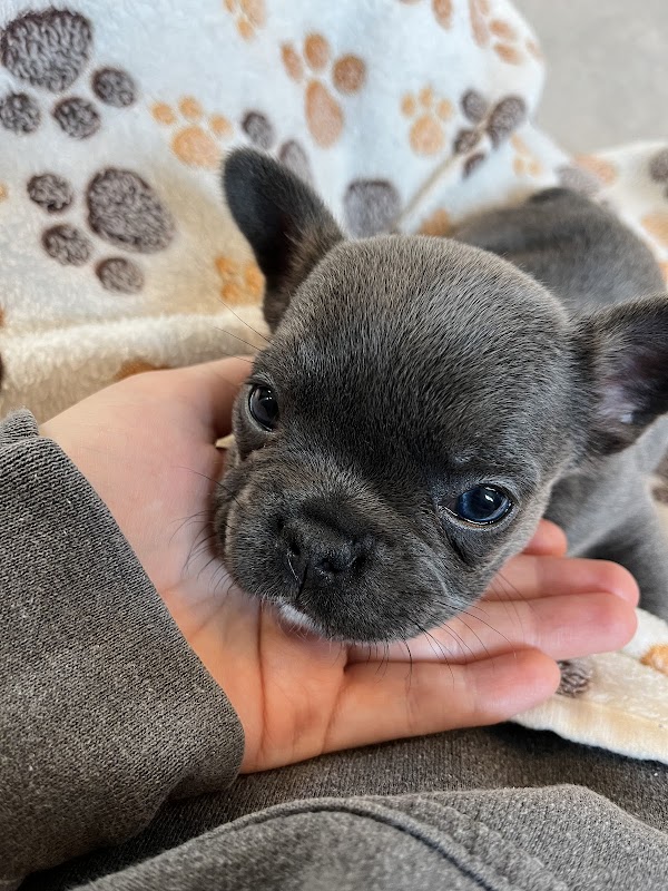 Puppy therapy sussex photo 1