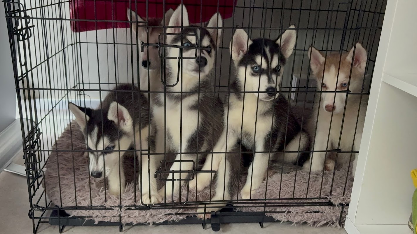 Puppy therapy sussex photo 4