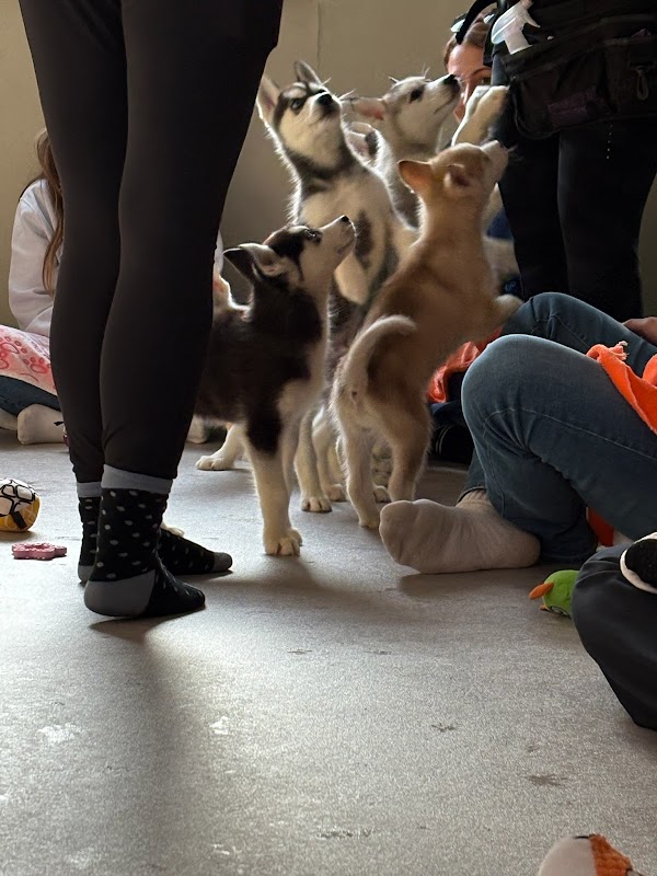 Puppy therapy sussex photo 2