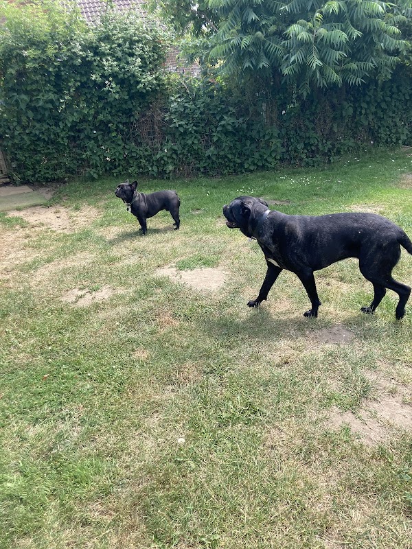 Penny Paws Kennels photo 1