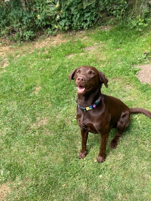 Penny Paws Kennels photo 4