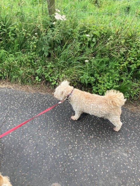 Penny Paws Kennels photo 5