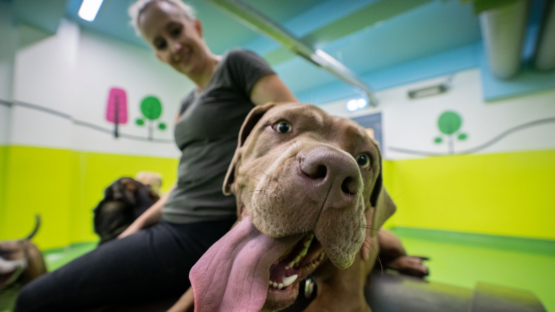 Doodley Dogs Crawley — breeder photo