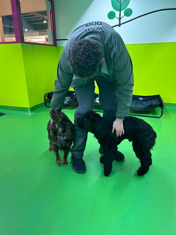 Doodley Dogs Crawley photo 1