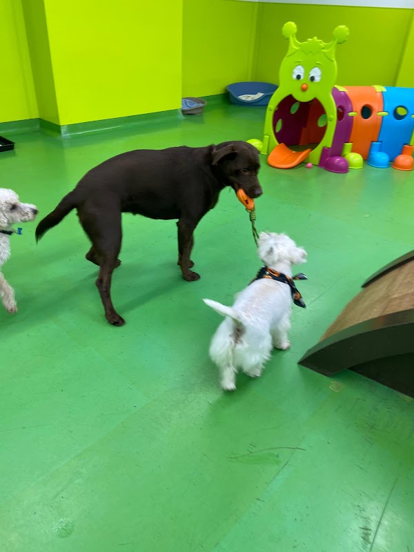 Doodley Dogs Crawley photo 4
