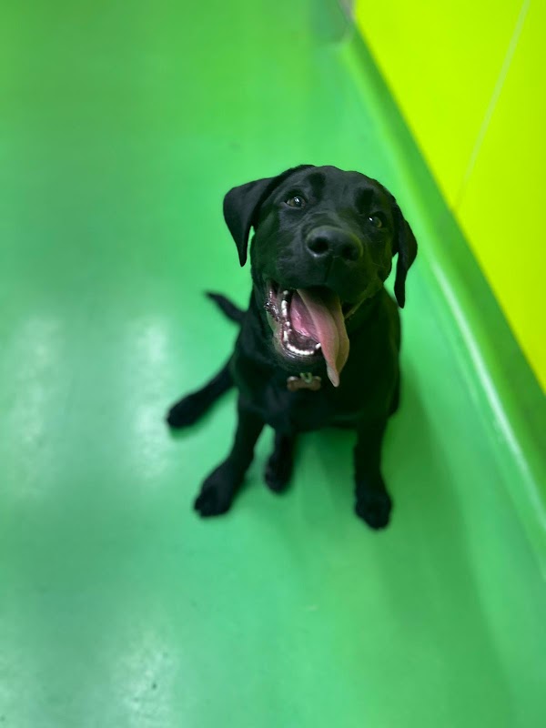 Doodley Dogs Crawley photo 5