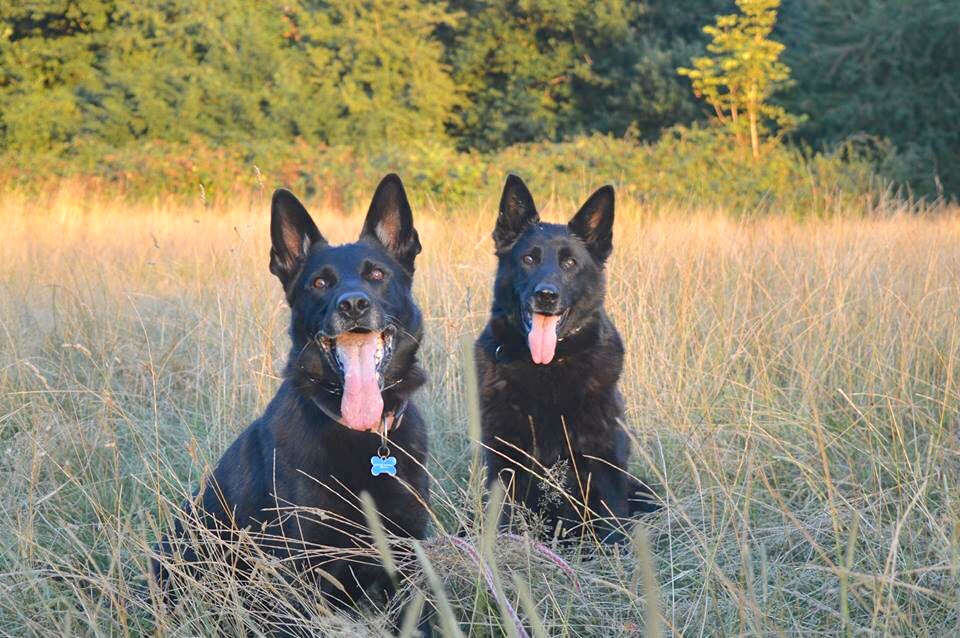 Tagzvondeni Kennels — breeder photo