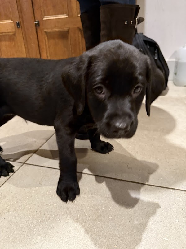 Barkingham Palace Gun Dogs Ltd photo 5