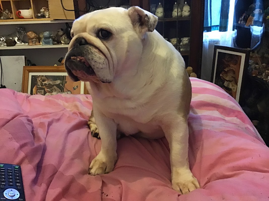Collectibulldogs — breeder photo