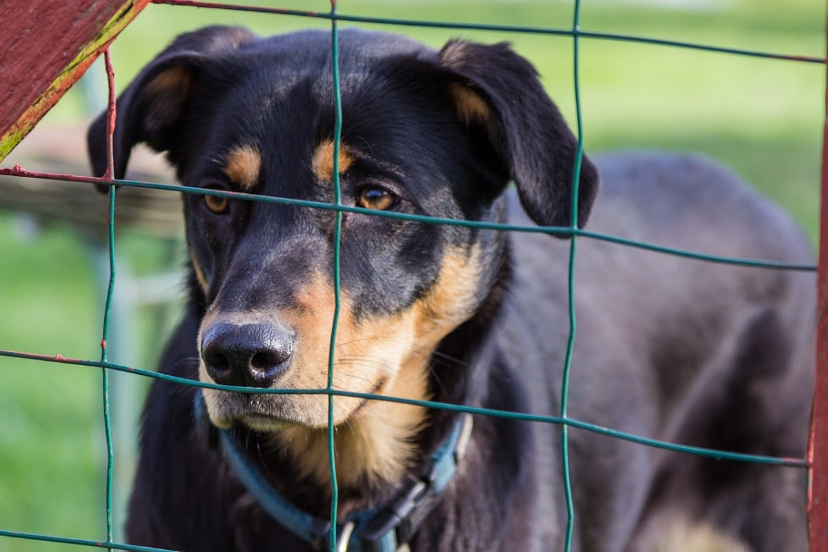Burntwood Kennels photo 4