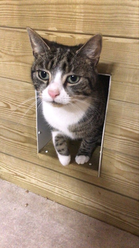 Mobberley Station Cattery photo 2