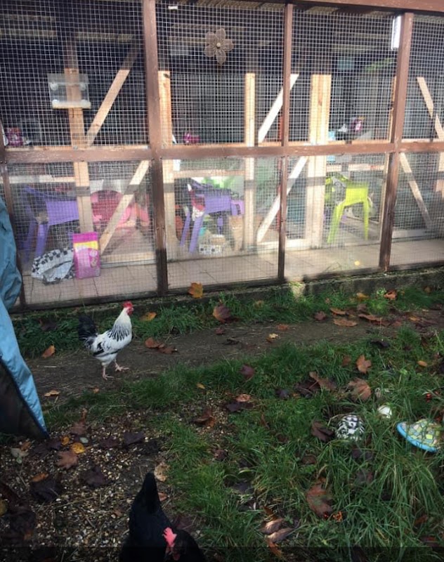 Rabbit Ritz & Cattery photo 3