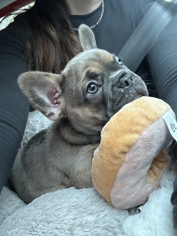 Barking Bulldogs photo 3