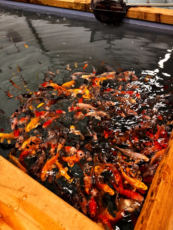 Wakeykoi & Aquatics Ltd photo 3
