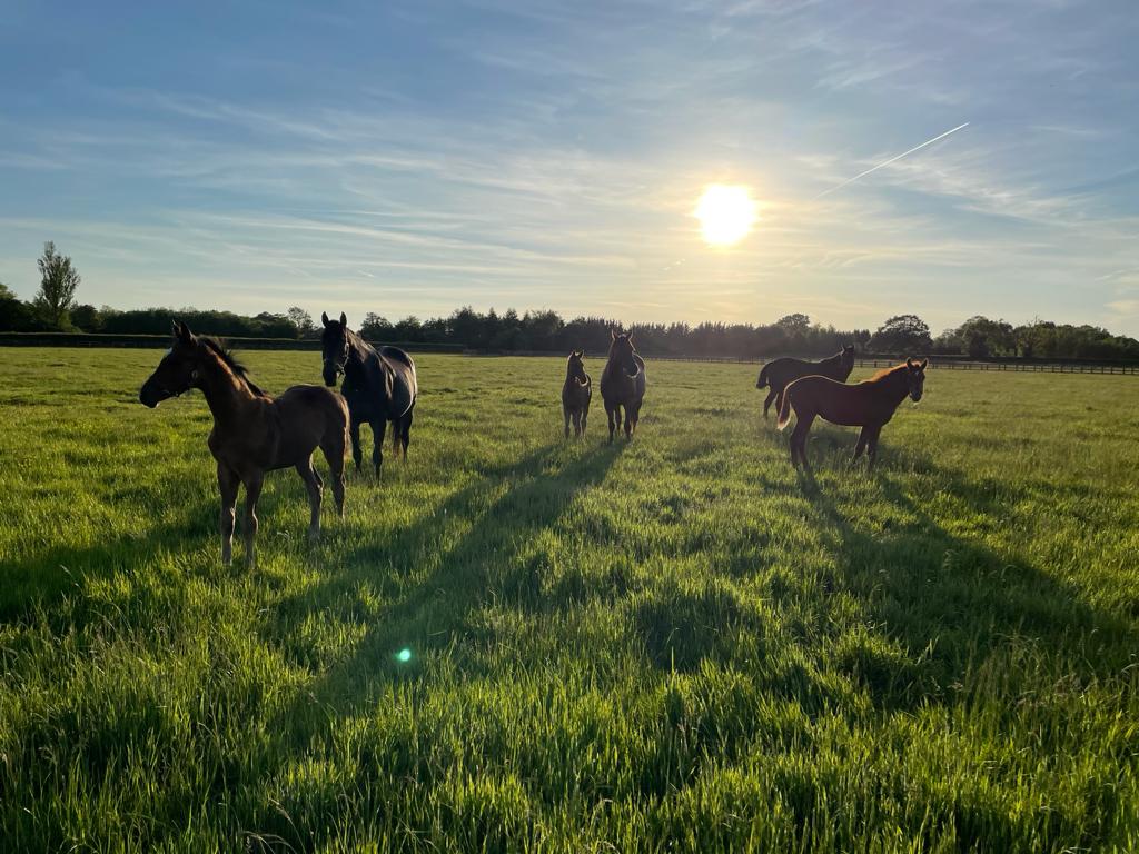 Ladyswood Stud photo 2
