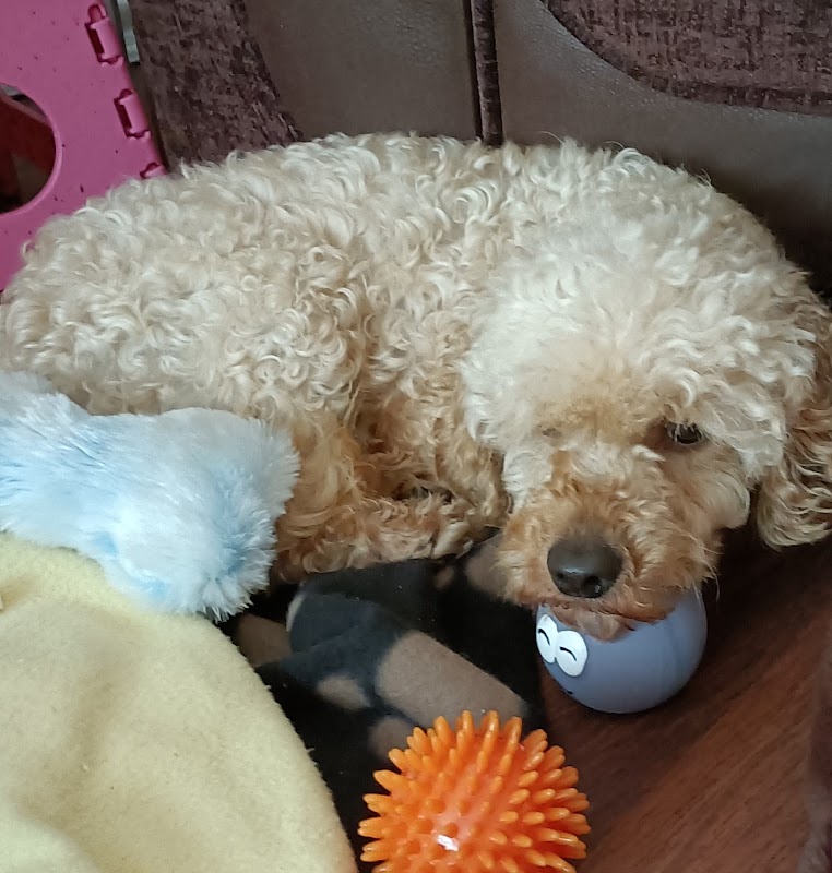 Durham Dogs & Cats Home photo 3