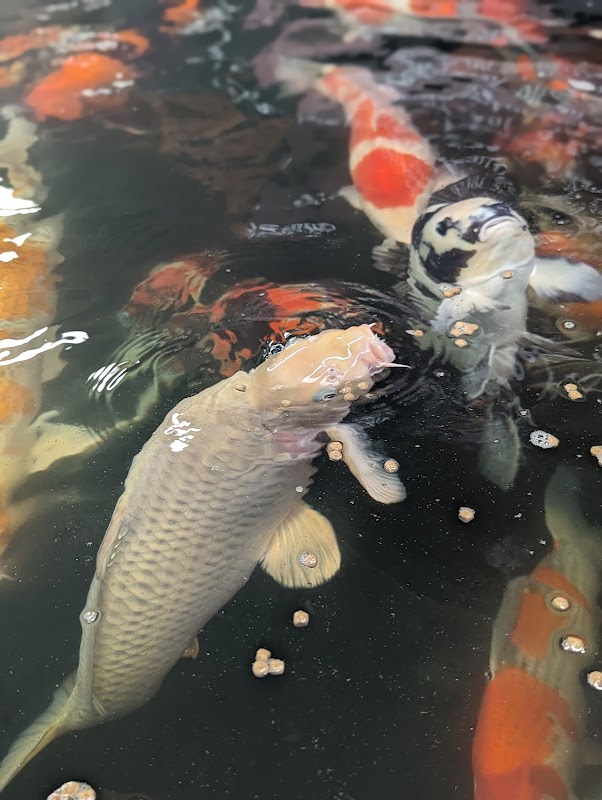 Harrogate Koi Ltd photo 2