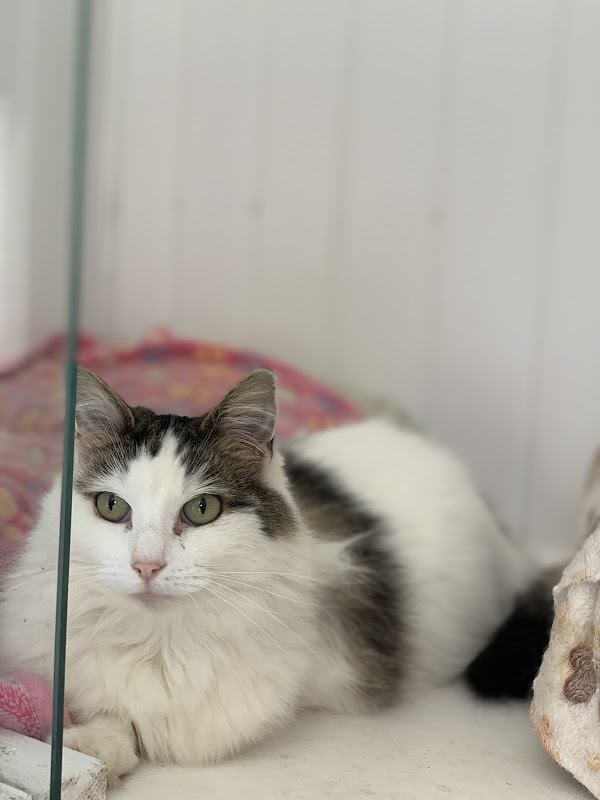 Country Cats Cattery photo 2
