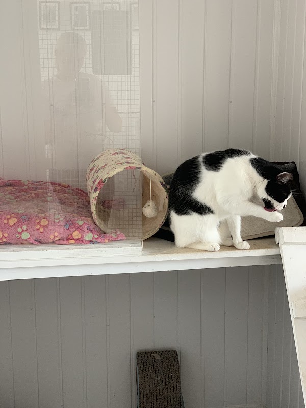 Country Cats Cattery photo 3