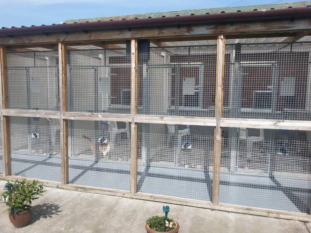 Meadowside Cattery photo 1