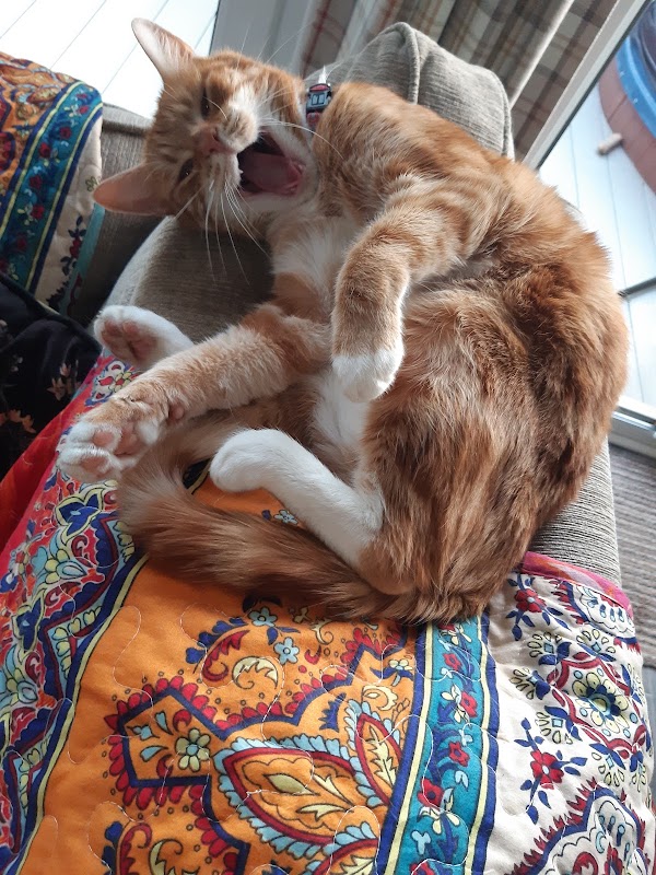 Greenhills Cattery