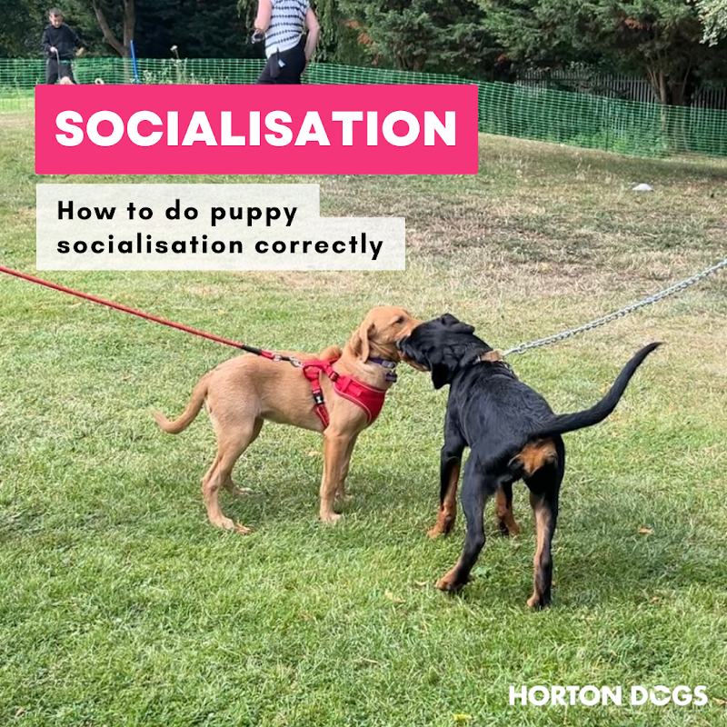 Horton Dogs photo 2