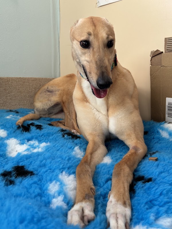 Greyhound Trust