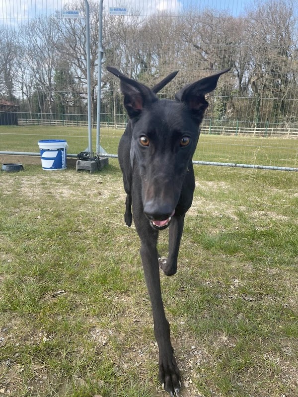 Greyhound Trust photo 1
