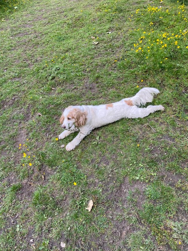 Hegiin's Private Dog Paddocks photo 3