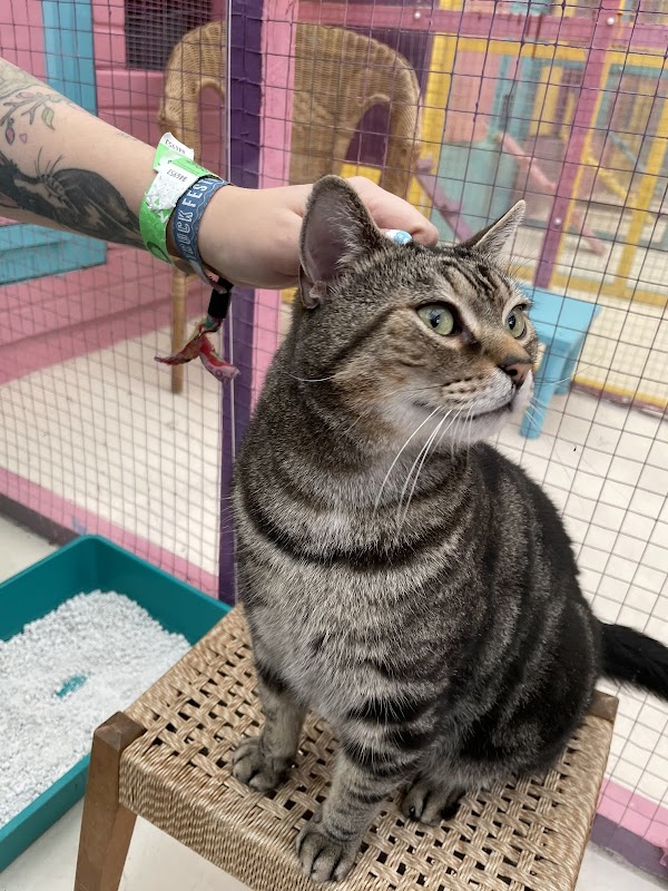 Swalecliffe Cattery photo 3