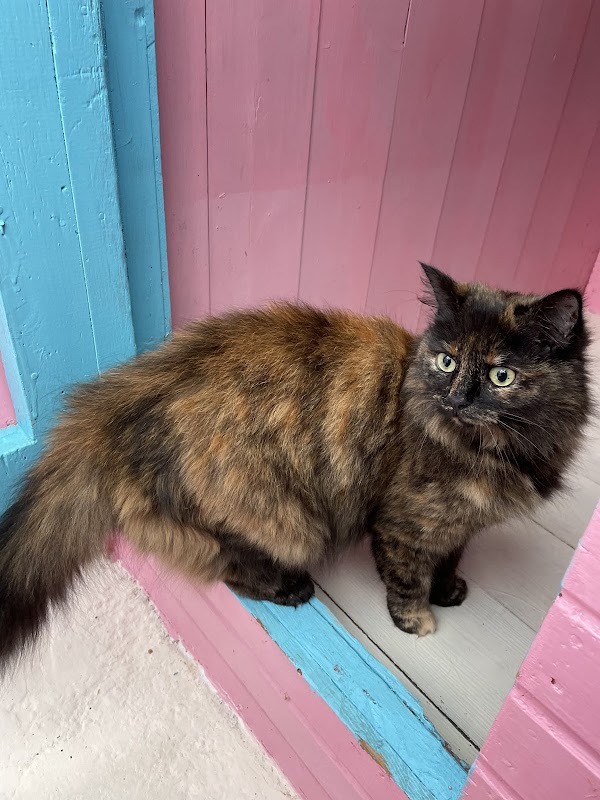 Swalecliffe Cattery photo 2