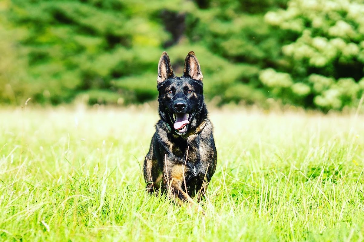 Helmpack German Shepherds