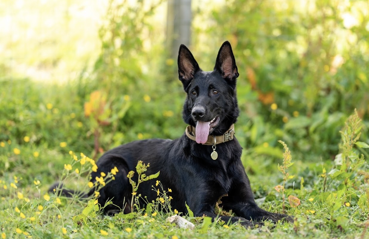 Helmpack German Shepherds photo 2