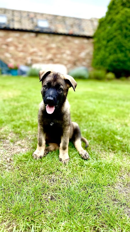 Helmpack German Shepherds photo 1