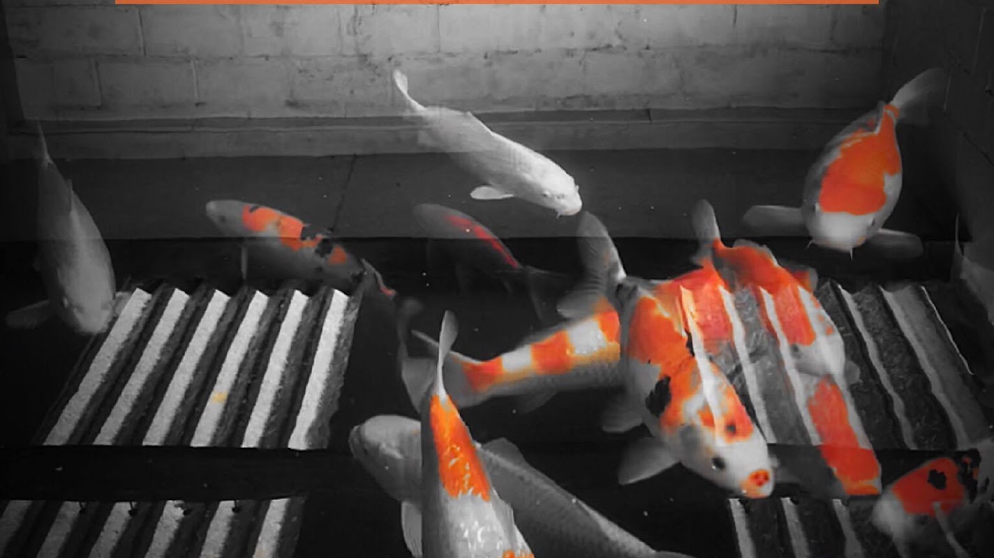 The Koi Place photo 3