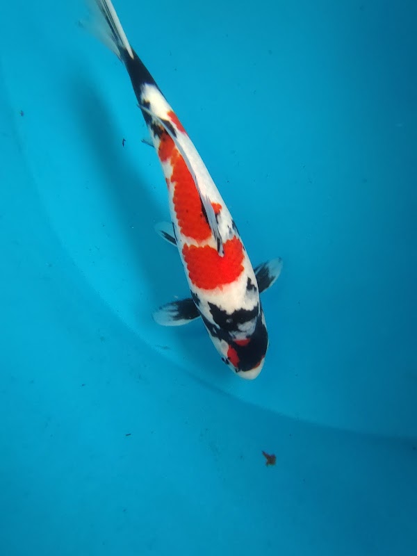 The Koi Place photo 1