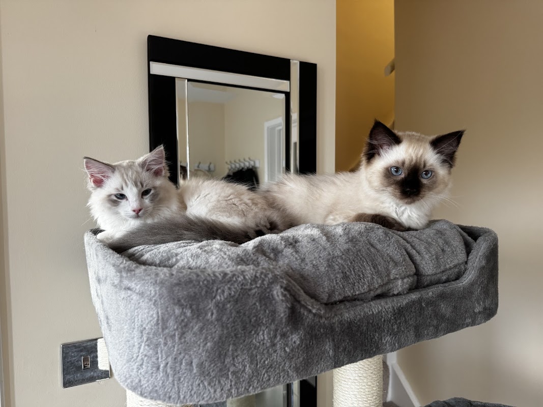 Purraggy Ragdoll's