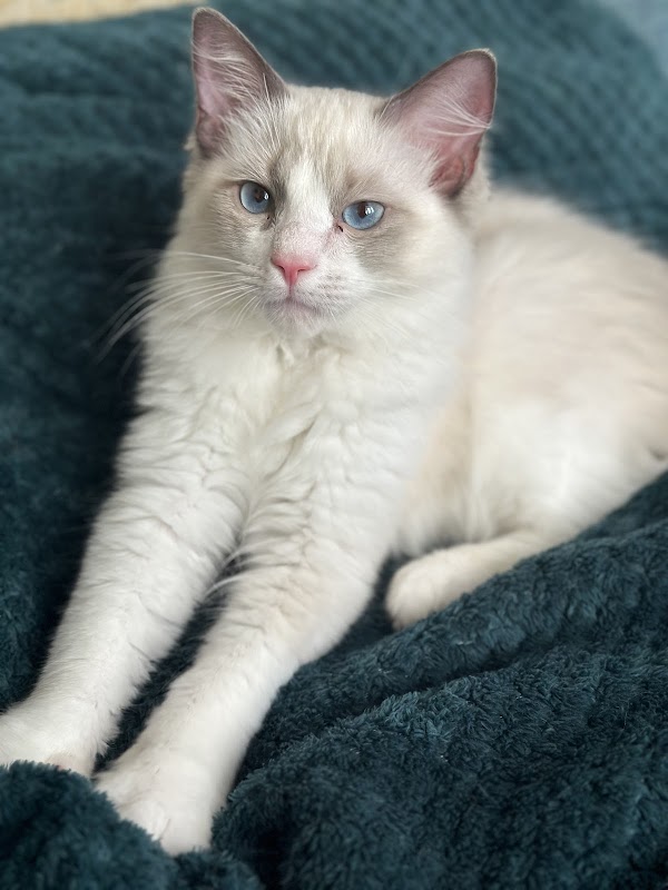 Purraggy Ragdoll's photo 2