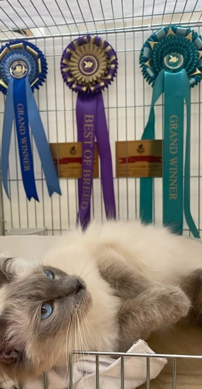 Purraggy Ragdoll's photo 3