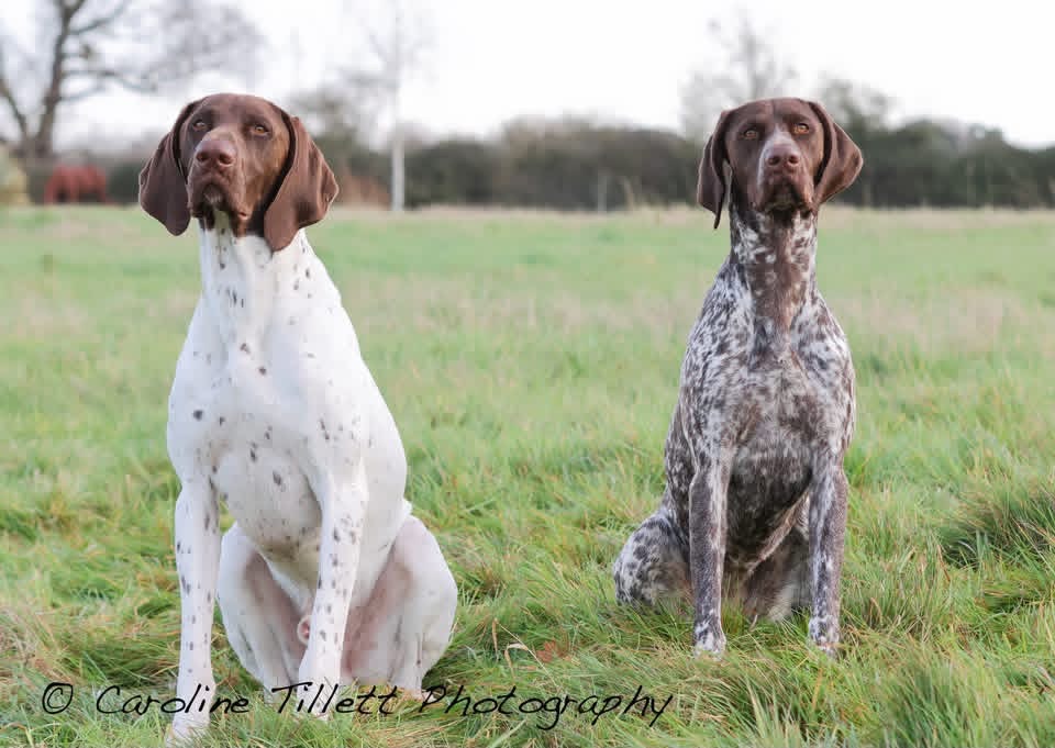 Warrenby Gundogs photo 3