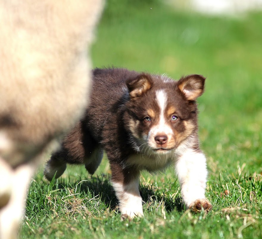 "Astra" Border Collie puppies