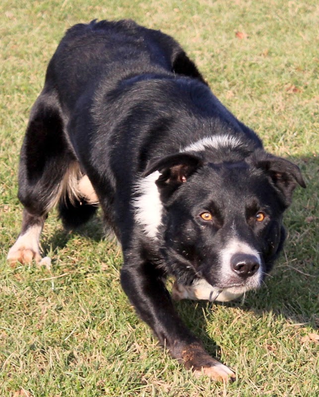 "Astra" Border Collie puppies photo 1