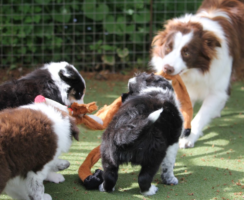 "Astra" Border Collie puppies photo 2