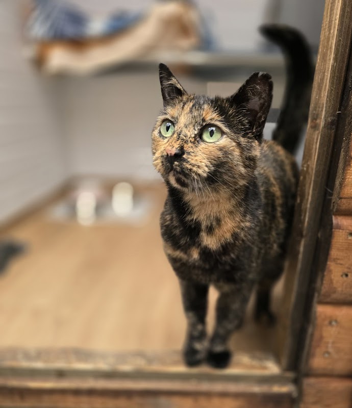 The Pear Tree Cattery
