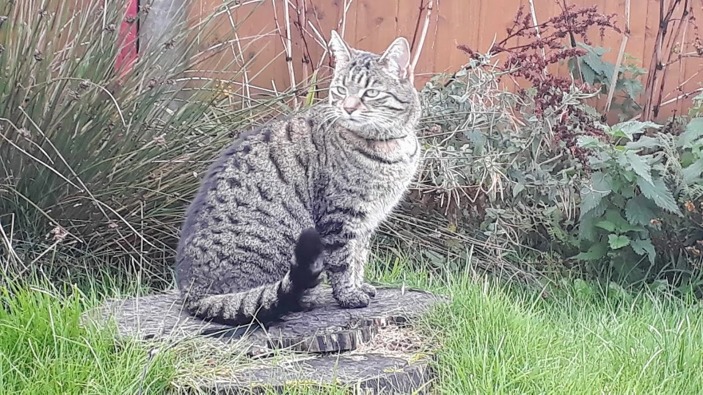 The Pear Tree Cattery photo 2