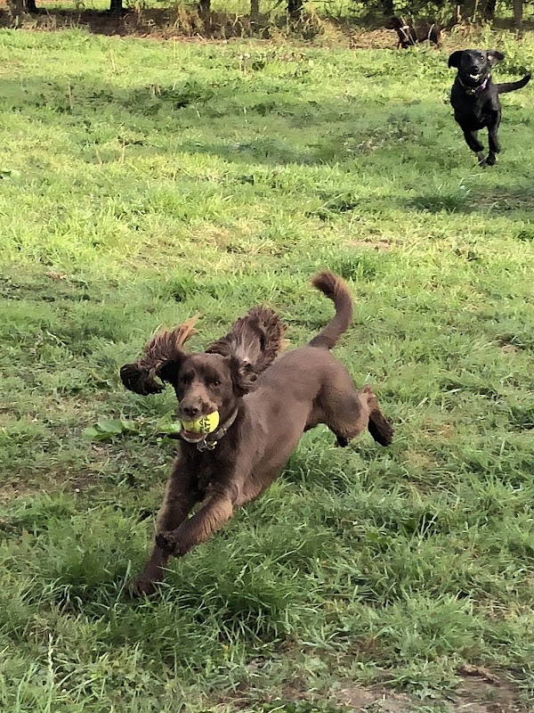 Derwent Kennels & Catteries
