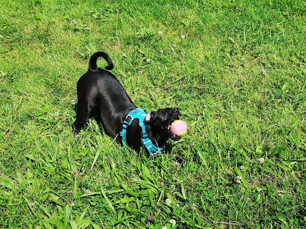 Pawfect Dog photo 2