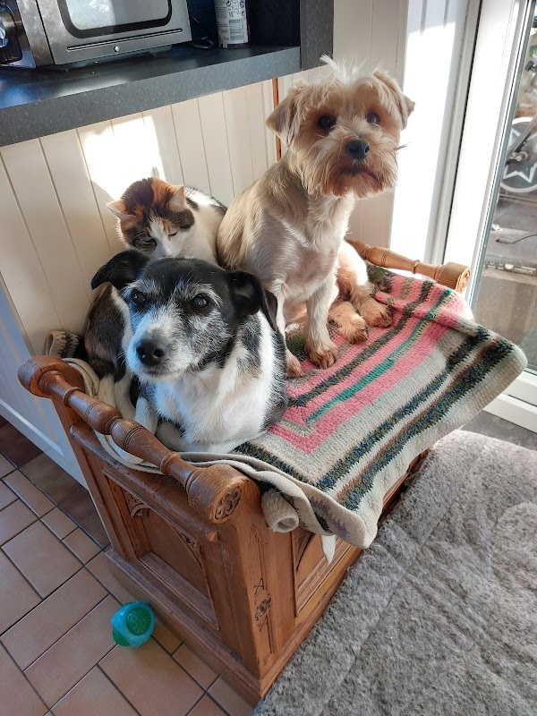 Pawfect Dog photo 3