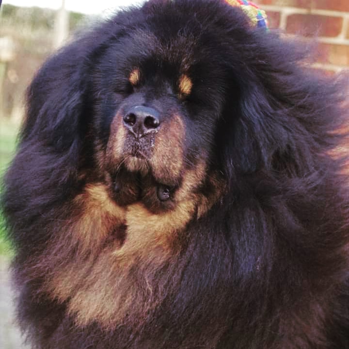 Dokhyi Tibetan Mastiff photo 3