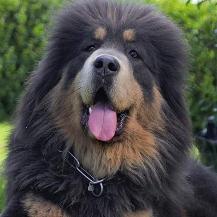 Dokhyi Tibetan Mastiff photo 1